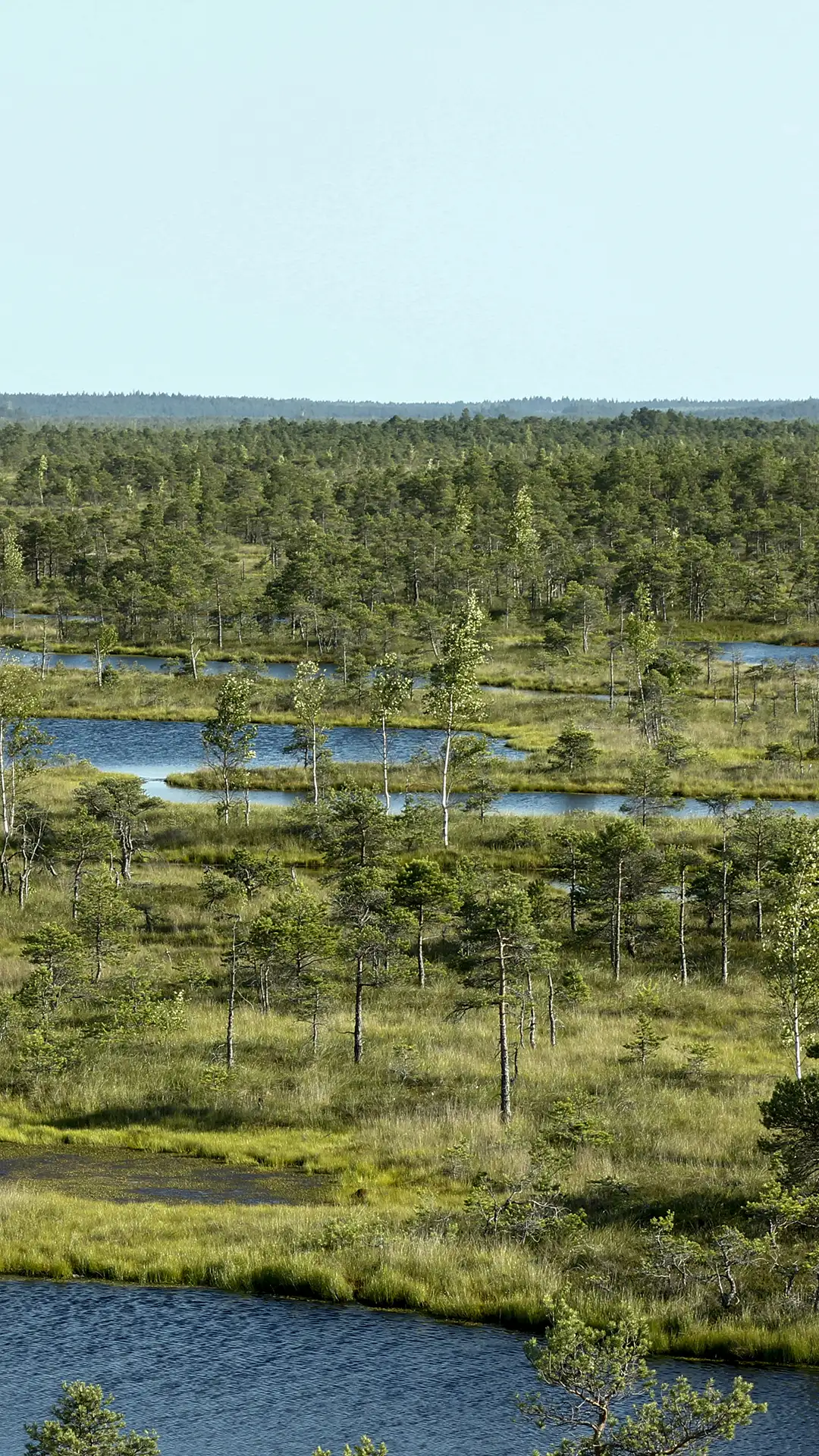Lielā Ķemeru tīreļa laipa – izzinošs ceļojums sūnu purva sirdī
