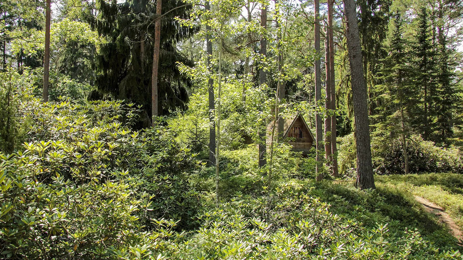 "Lāčupītes dendrārijs pavasarī – rododendru ziedēšana"
"Igora Medņa dendroloģiskie stādījumi pie Lāčupītes"
"Lapu koku un skujkoku kolekcija Lāčupes dabas takā"
"Dabas piemineklis Latvijā – Lāčupītes dendrārijs vasarā"