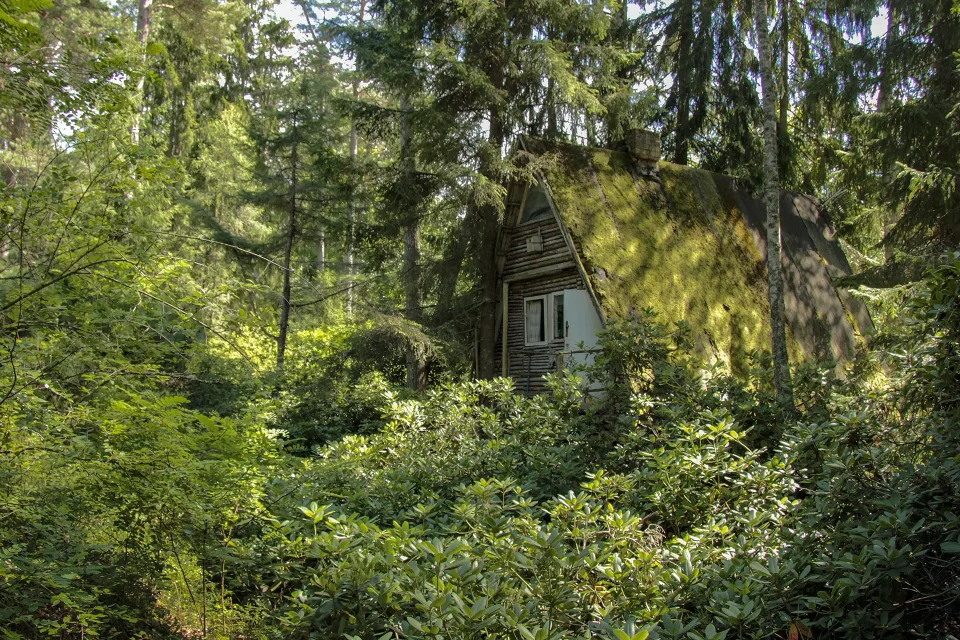 "Lāčupītes dendrārijs pavasarī – rododendru ziedēšana"
"Igora Medņa dendroloģiskie stādījumi pie Lāčupītes"
"Lapu koku un skujkoku kolekcija Lāčupes dabas takā"
"Dabas piemineklis Latvijā – Lāčupītes dendrārijs vasarā"