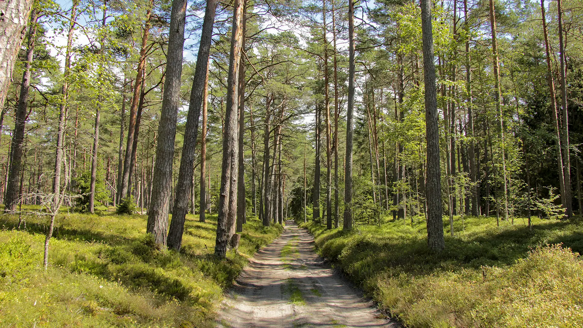 "Lāčupītes dendrārijs pavasarī – rododendru ziedēšana"
"Igora Medņa dendroloģiskie stādījumi pie Lāčupītes"
"Lapu koku un skujkoku kolekcija Lāčupes dabas takā"
"Dabas piemineklis Latvijā – Lāčupītes dendrārijs vasarā"