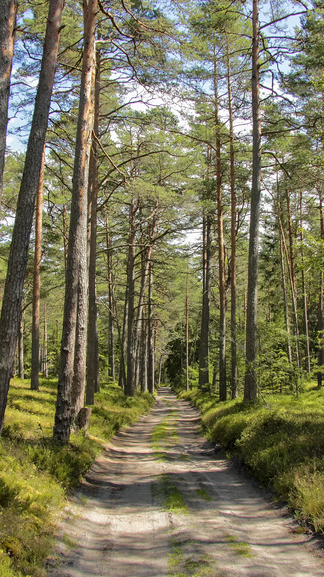 "Lāčupītes dendrārijs pavasarī – rododendru ziedēšana"
"Igora Medņa dendroloģiskie stādījumi pie Lāčupītes"
"Lapu koku un skujkoku kolekcija Lāčupes dabas takā"
"Dabas piemineklis Latvijā – Lāčupītes dendrārijs vasarā"
