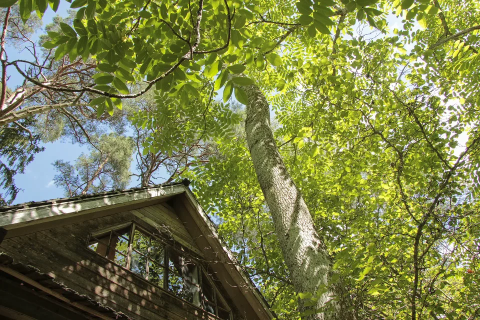 "Lāčupītes dendrārijs pavasarī – rododendru ziedēšana"
"Igora Medņa dendroloģiskie stādījumi pie Lāčupītes"
"Lapu koku un skujkoku kolekcija Lāčupes dabas takā"
"Dabas piemineklis Latvijā – Lāčupītes dendrārijs vasarā"