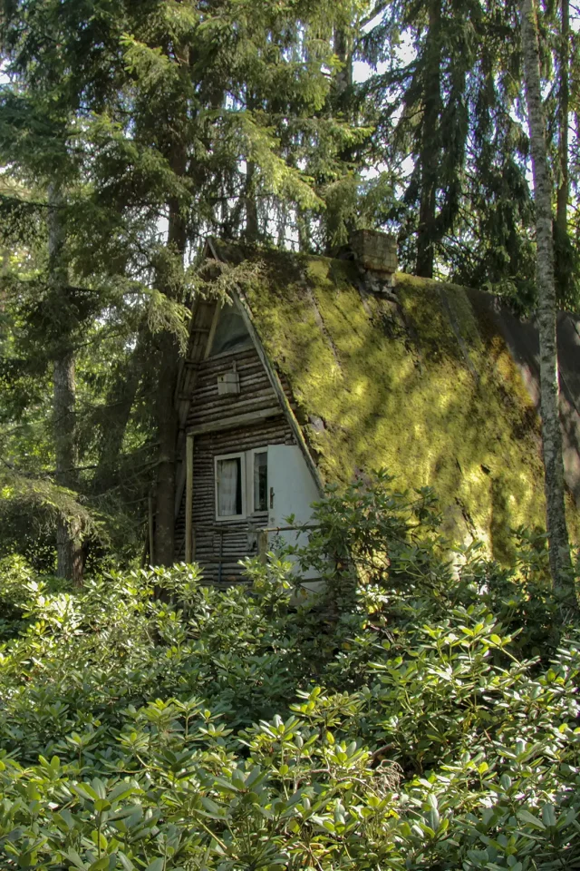 "Lāčupītes dendrārijs pavasarī – rododendru ziedēšana"
"Igora Medņa dendroloģiskie stādījumi pie Lāčupītes"
"Lapu koku un skujkoku kolekcija Lāčupes dabas takā"
"Dabas piemineklis Latvijā – Lāčupītes dendrārijs vasarā"